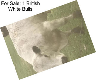 For Sale: 1 British White Bulls