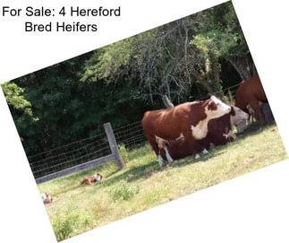 For Sale: 4 Hereford Bred Heifers