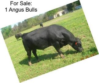 For Sale: 1 Angus Bulls