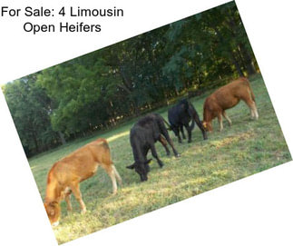 For Sale: 4 Limousin Open Heifers