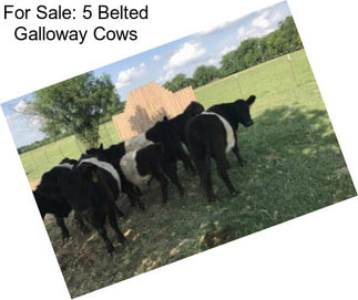 For Sale: 5 Belted Galloway Cows