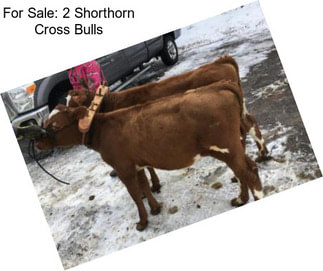 For Sale: 2 Shorthorn Cross Bulls