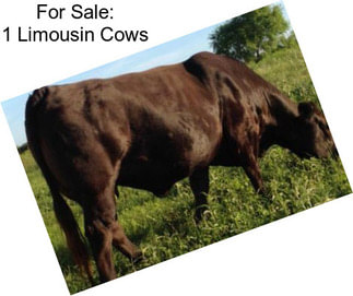 For Sale: 1 Limousin Cows