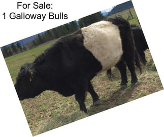 For Sale: 1 Galloway Bulls