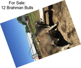 For Sale: 12 Brahman Bulls