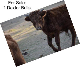 For Sale: 1 Dexter Bulls