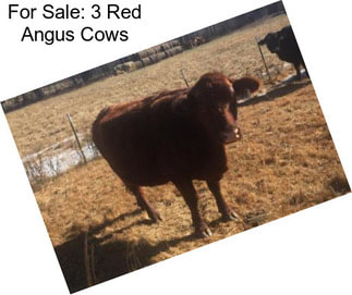 For Sale: 3 Red Angus Cows