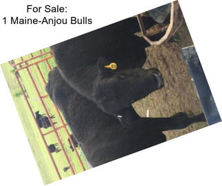 For Sale: 1 Maine-Anjou Bulls