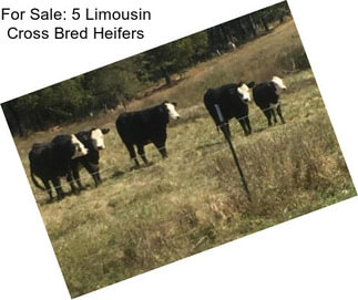 For Sale: 5 Limousin Cross Bred Heifers