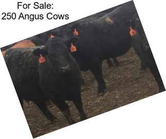 For Sale: 250 Angus Cows