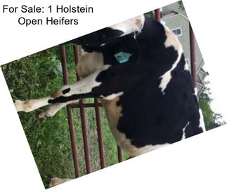 For Sale: 1 Holstein Open Heifers