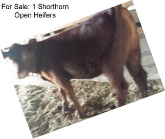 For Sale: 1 Shorthorn Open Heifers