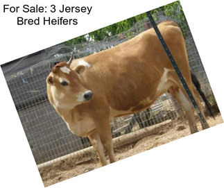 For Sale: 3 Jersey Bred Heifers