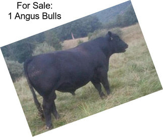 For Sale: 1 Angus Bulls