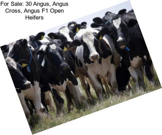 For Sale: 30 Angus, Angus Cross, Angus F1 Open Heifers