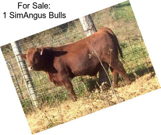 For Sale: 1 SimAngus Bulls