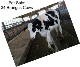 For Sale: 34 Brangus Cows