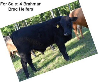 For Sale: 4 Brahman Bred Heifers