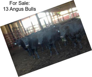 For Sale: 13 Angus Bulls