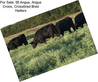 For Sale: 95 Angus, Angus Cross, Crossbred Bred Heifers