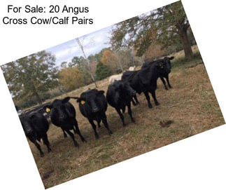 For Sale: 20 Angus Cross Cow/Calf Pairs