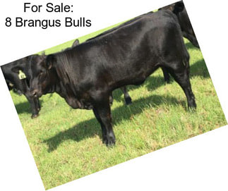 For Sale: 8 Brangus Bulls