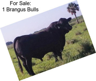 For Sale: 1 Brangus Bulls