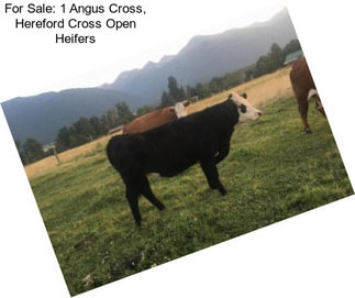 For Sale: 1 Angus Cross, Hereford Cross Open Heifers