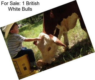 For Sale: 1 British White Bulls