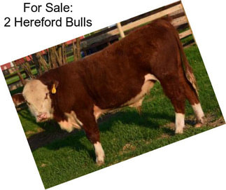 For Sale: 2 Hereford Bulls