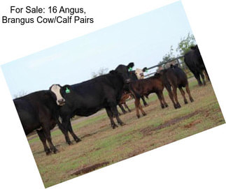 For Sale: 16 Angus, Brangus Cow/Calf Pairs