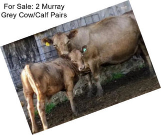 For Sale: 2 Murray Grey Cow/Calf Pairs