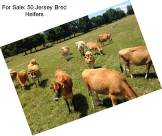 For Sale: 50 Jersey Bred Heifers