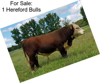 For Sale: 1 Hereford Bulls