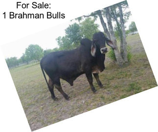 For Sale: 1 Brahman Bulls