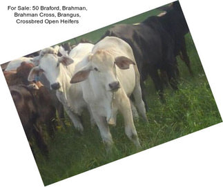 For Sale: 50 Braford, Brahman, Brahman Cross, Brangus, Crossbred Open Heifers