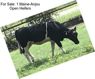 For Sale: 1 Maine-Anjou Open Heifers