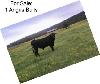 For Sale: 1 Angus Bulls