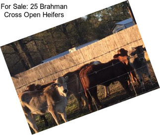 For Sale: 25 Brahman Cross Open Heifers