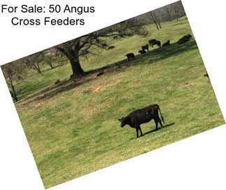 For Sale: 50 Angus Cross Feeders