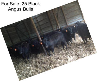 For Sale: 25 Black Angus Bulls