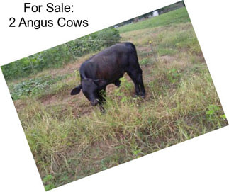 For Sale: 2 Angus Cows