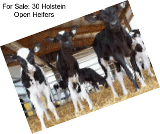 For Sale: 30 Holstein Open Heifers