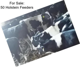 For Sale: 50 Holstein Feeders