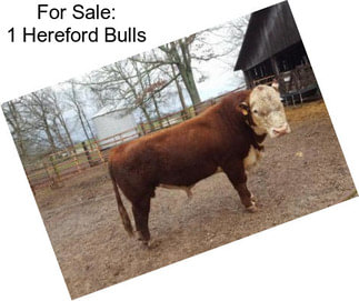 For Sale: 1 Hereford Bulls