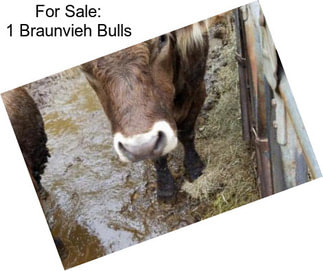 For Sale: 1 Braunvieh Bulls