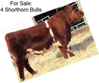 For Sale: 4 Shorthorn Bulls