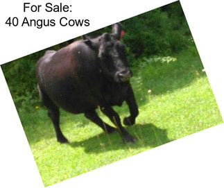 For Sale: 40 Angus Cows