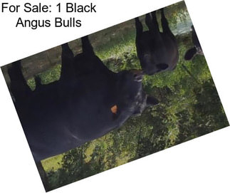 For Sale: 1 Black Angus Bulls