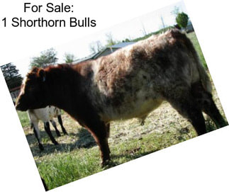 For Sale: 1 Shorthorn Bulls